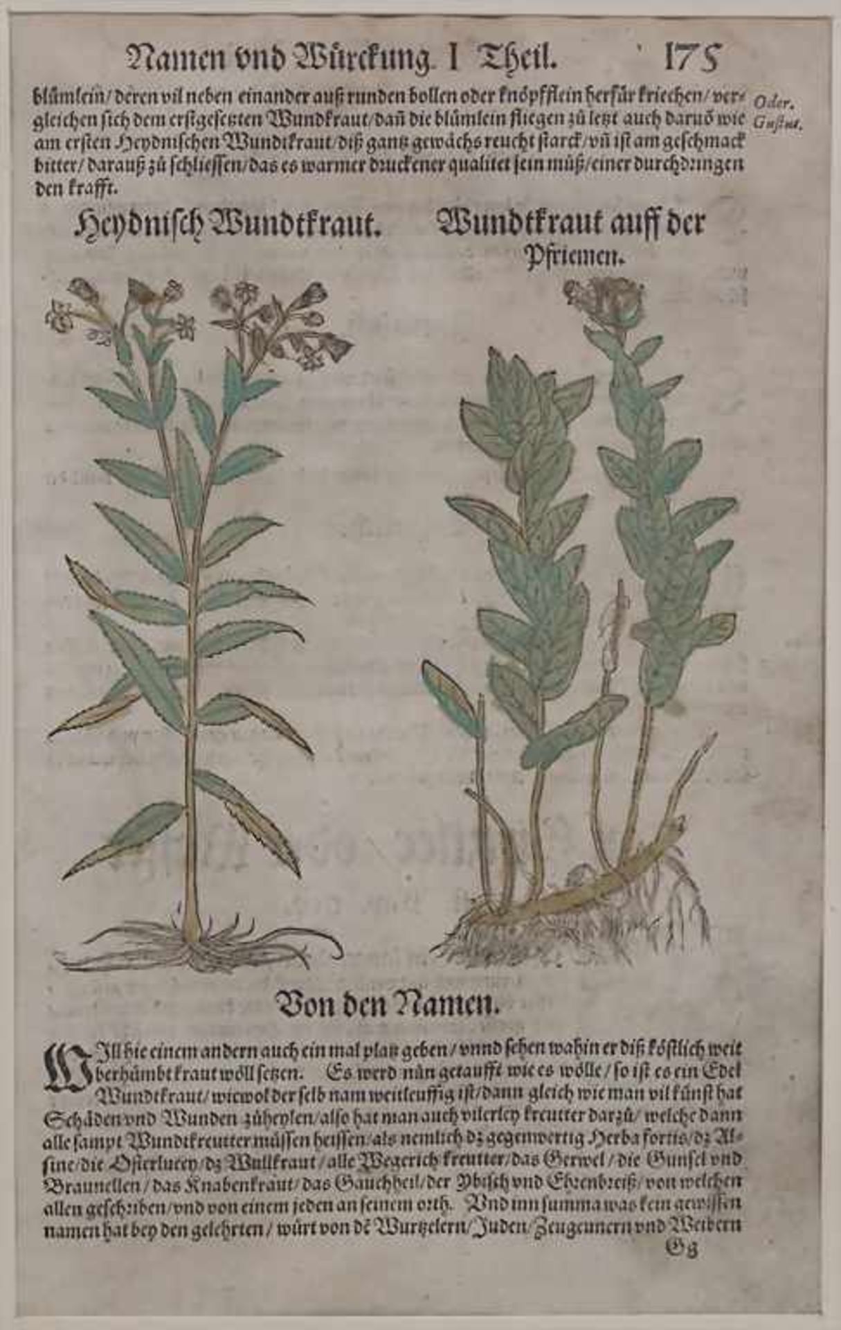 Hieronymus Bock, 8 Blätter aus 'Kreuter Buch', um 1560Titel: 'Kreüter Buch. Darinn Underscheidt, - Image 20 of 25