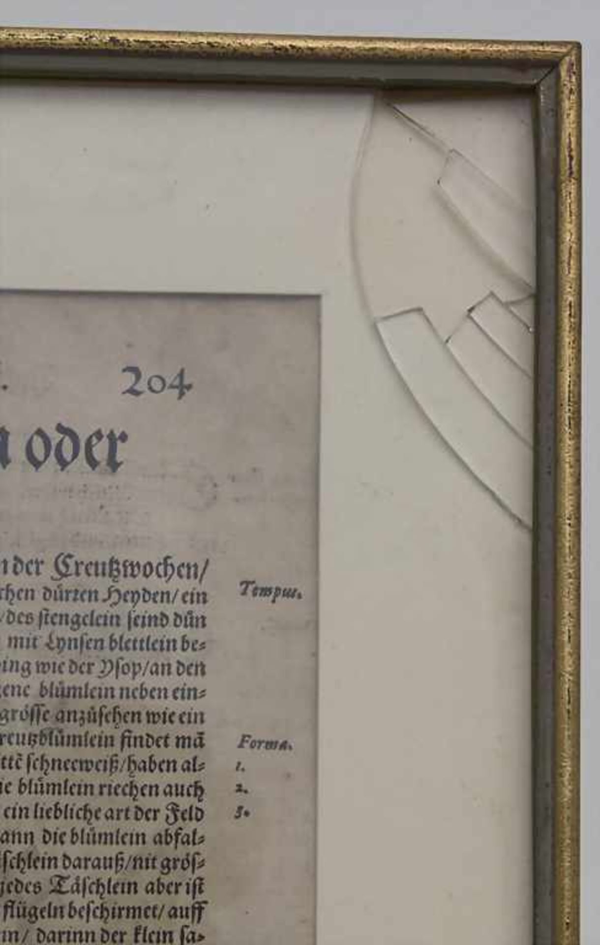 Hieronymus Bock, 8 Blätter aus 'Kreuter Buch', um 1560Titel: 'Kreüter Buch. Darinn Underscheidt, - Image 8 of 25