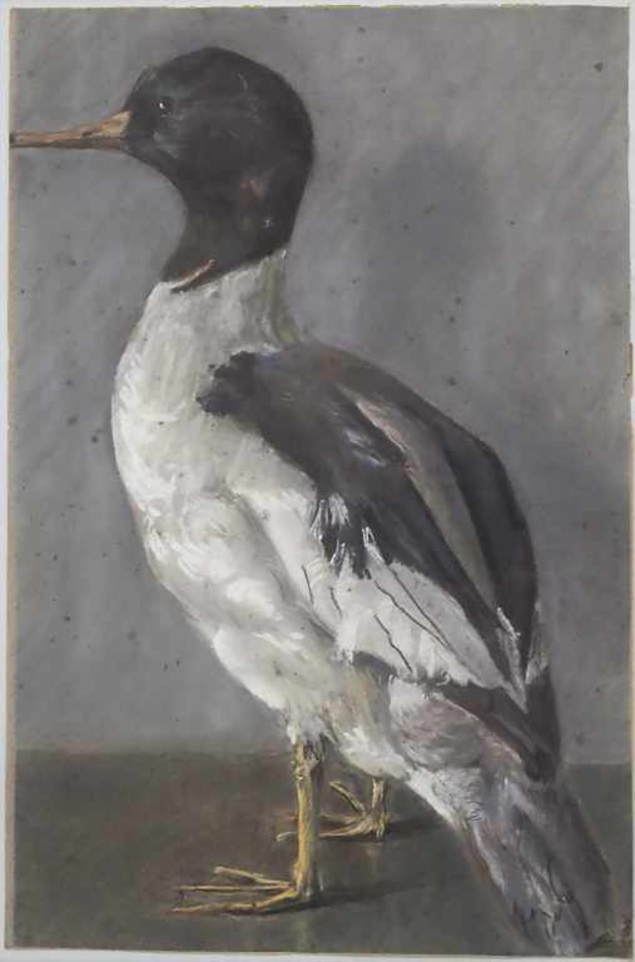 Künstler des 19. Jh., Tierporträt 'Ente' / An animal portrait 'Duck'Technik: Pastellkreide auf