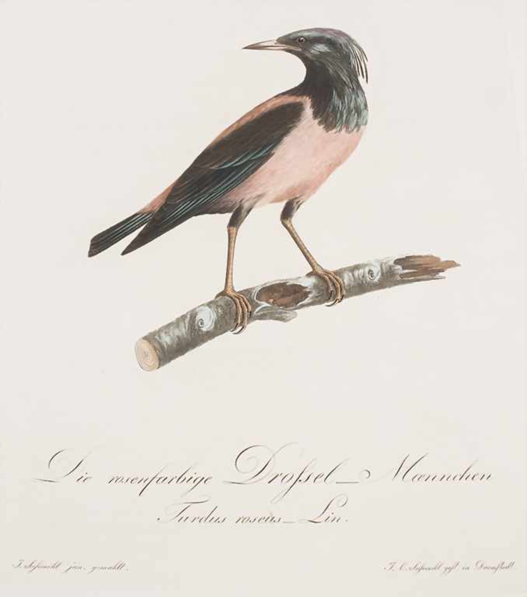 J.C. Susemihl (1767-nach 1848), 'Teutsche Ornithologie oder Naturgeschichte aller VögelTechnik: 20 - Image 7 of 9