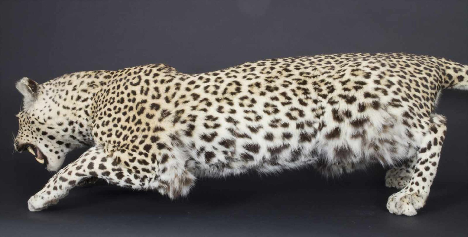 Tierpräparat / Afrika, 20. Jh.Jagdtrophäe, ein gelungenes, naturgetreues Präparat eines Leoparden ( - Image 4 of 4