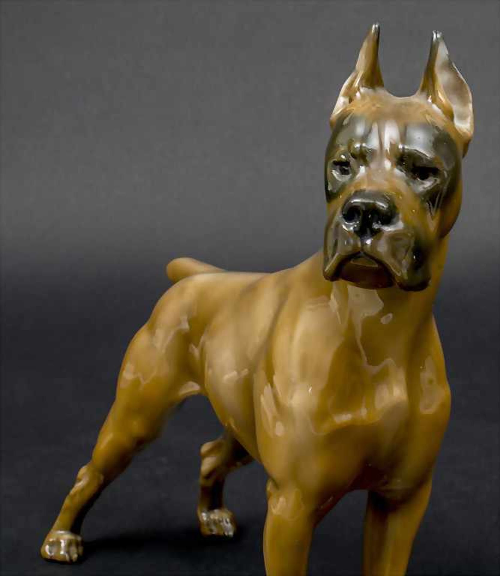 Deutscher Boxer / A German boxer, Rosenthal, 1. Hälfte 20. Jh.Material: Porzellan, naturalistisch - Image 2 of 3