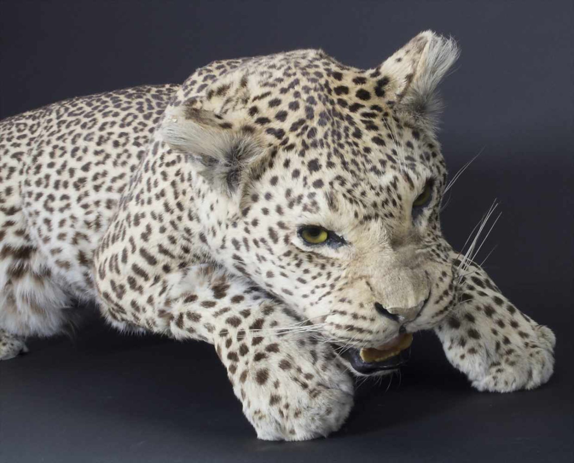Tierpräparat / Afrika, 20. Jh.Jagdtrophäe, ein gelungenes, naturgetreues Präparat eines Leoparden (