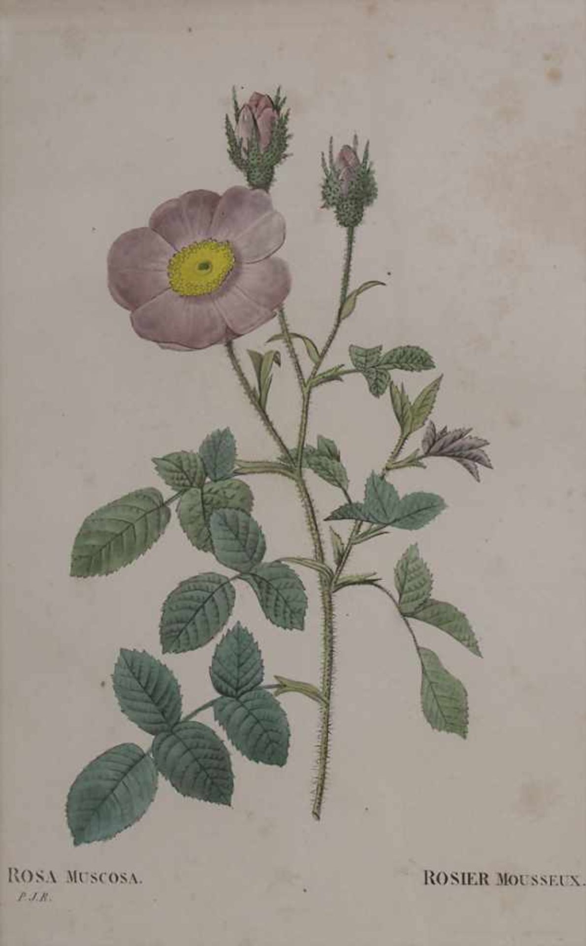 Konvolut 5 Stiche 'Botanik' / A set of 5 engravings 'Botany', 18./19. Jh.Technik: Kupferstiche auf - Image 2 of 7