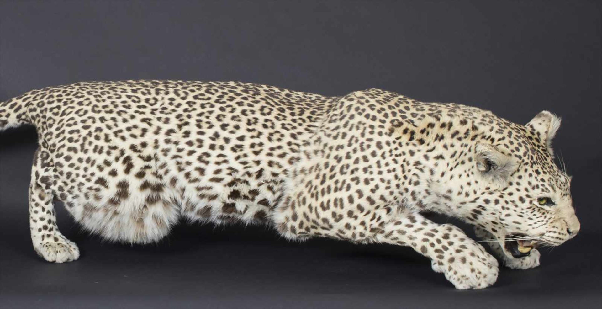 Tierpräparat / Afrika, 20. Jh.Jagdtrophäe, ein gelungenes, naturgetreues Präparat eines Leoparden ( - Image 2 of 4