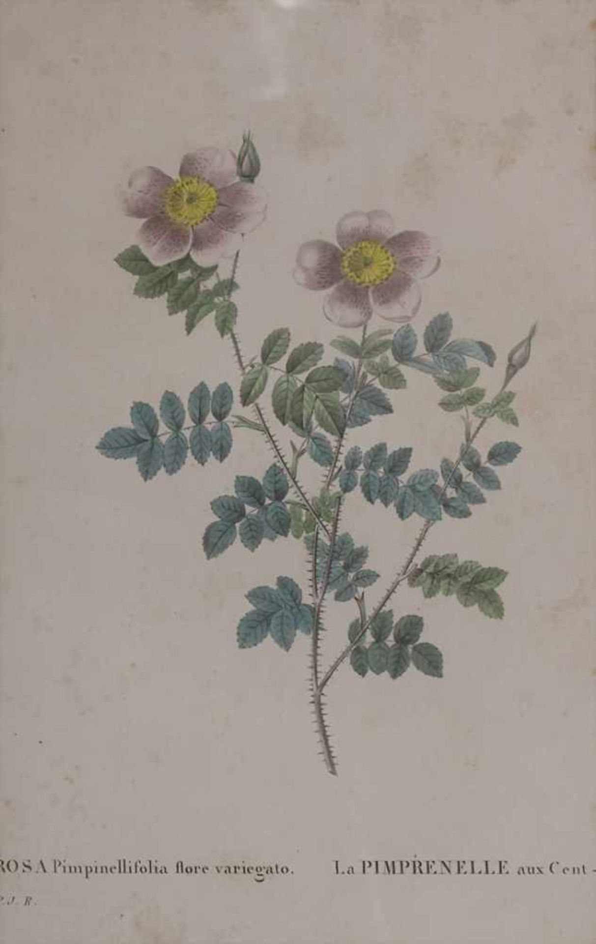 Konvolut 5 Stiche 'Botanik' / A set of 5 engravings 'Botany', 18./19. Jh.Technik: Kupferstiche auf - Image 3 of 7