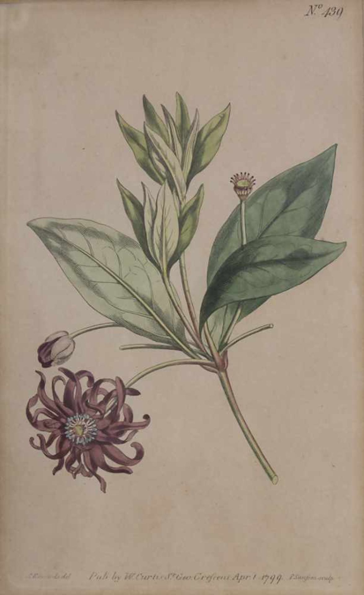 Konvolut 5 Stiche 'Botanik' / A set of 5 engravings 'Botany', 18./19. Jh.Technik: Kupferstiche auf - Image 5 of 7