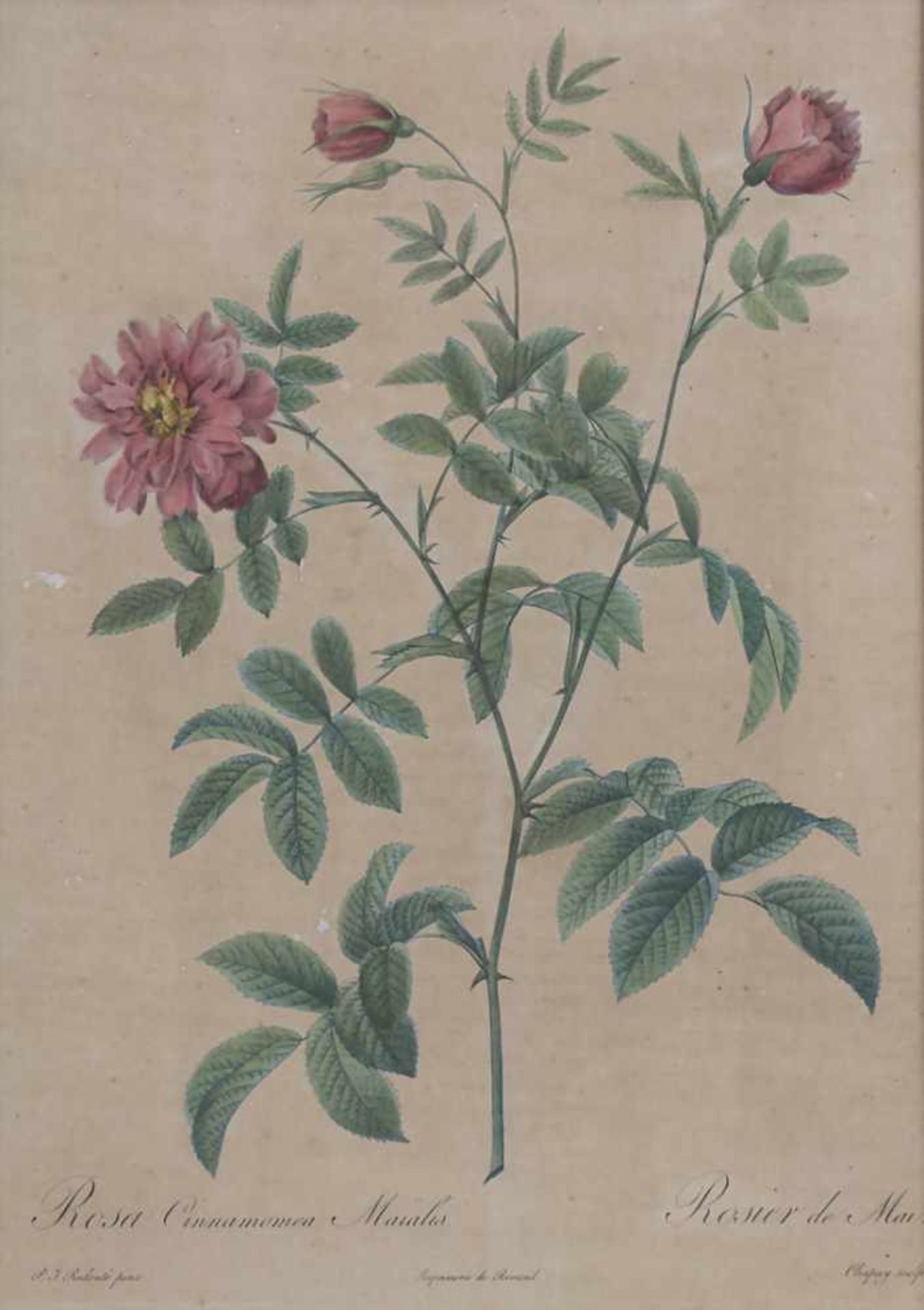Konvolut 5 Stiche 'Botanik' / A set of 5 engravings 'Botany', 18./19. Jh.Technik: Kupferstiche auf - Image 6 of 7