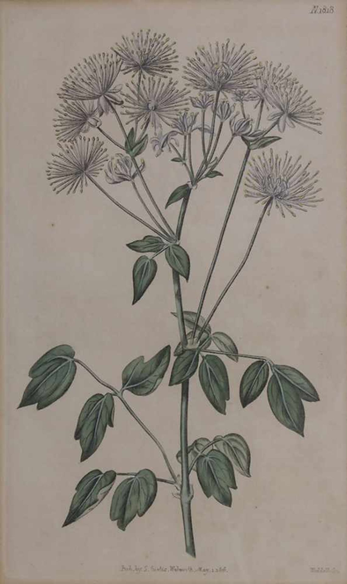 Konvolut 5 Stiche 'Botanik' / A set of 5 engravings 'Botany', 18./19. Jh.Technik: Kupferstiche auf - Image 4 of 7