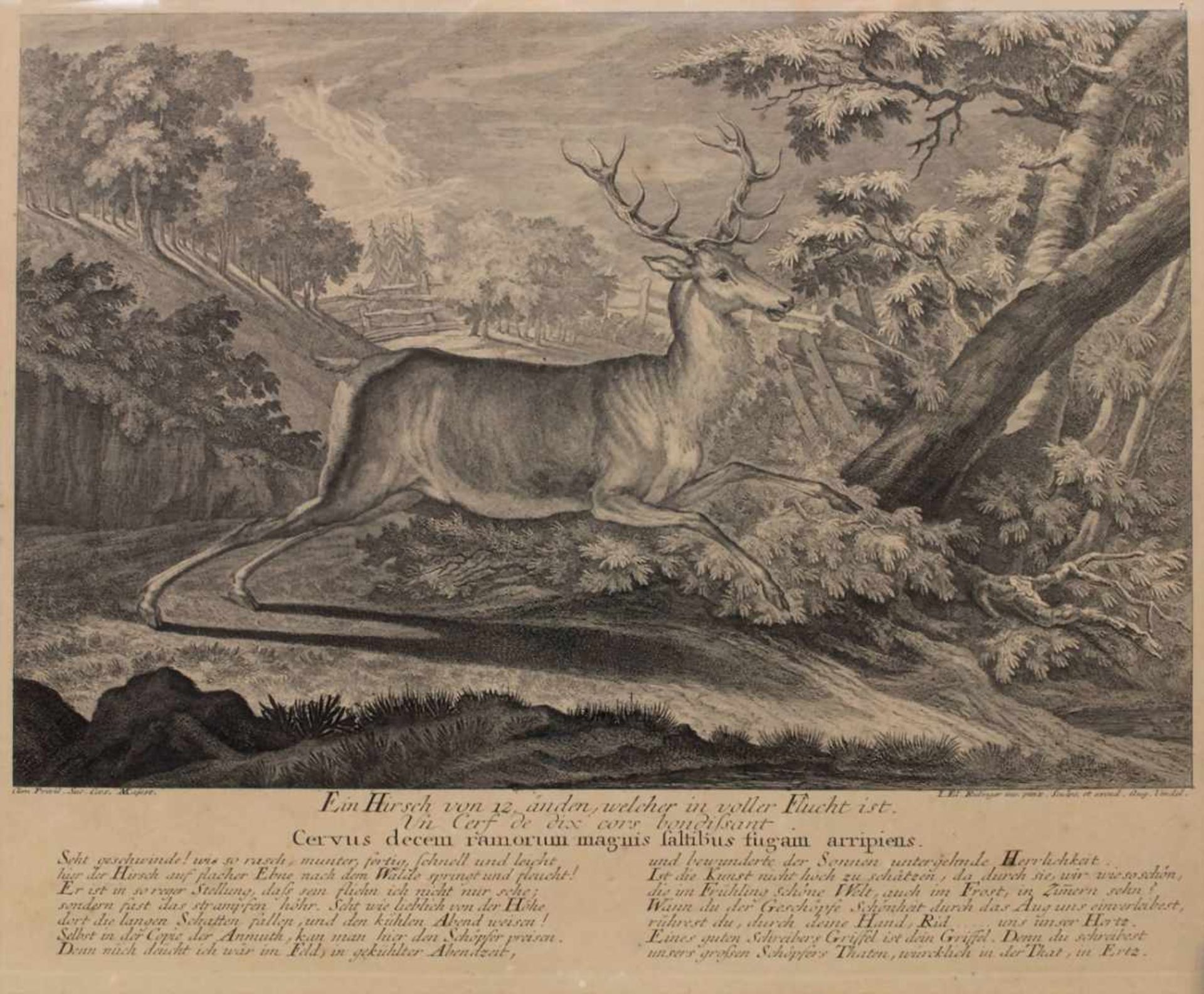 Johann Elias Riedinger (1698-1767), 'Ein Hirsch' / 'A Deer'Technik: Radierung auf Papier, gerahmt,