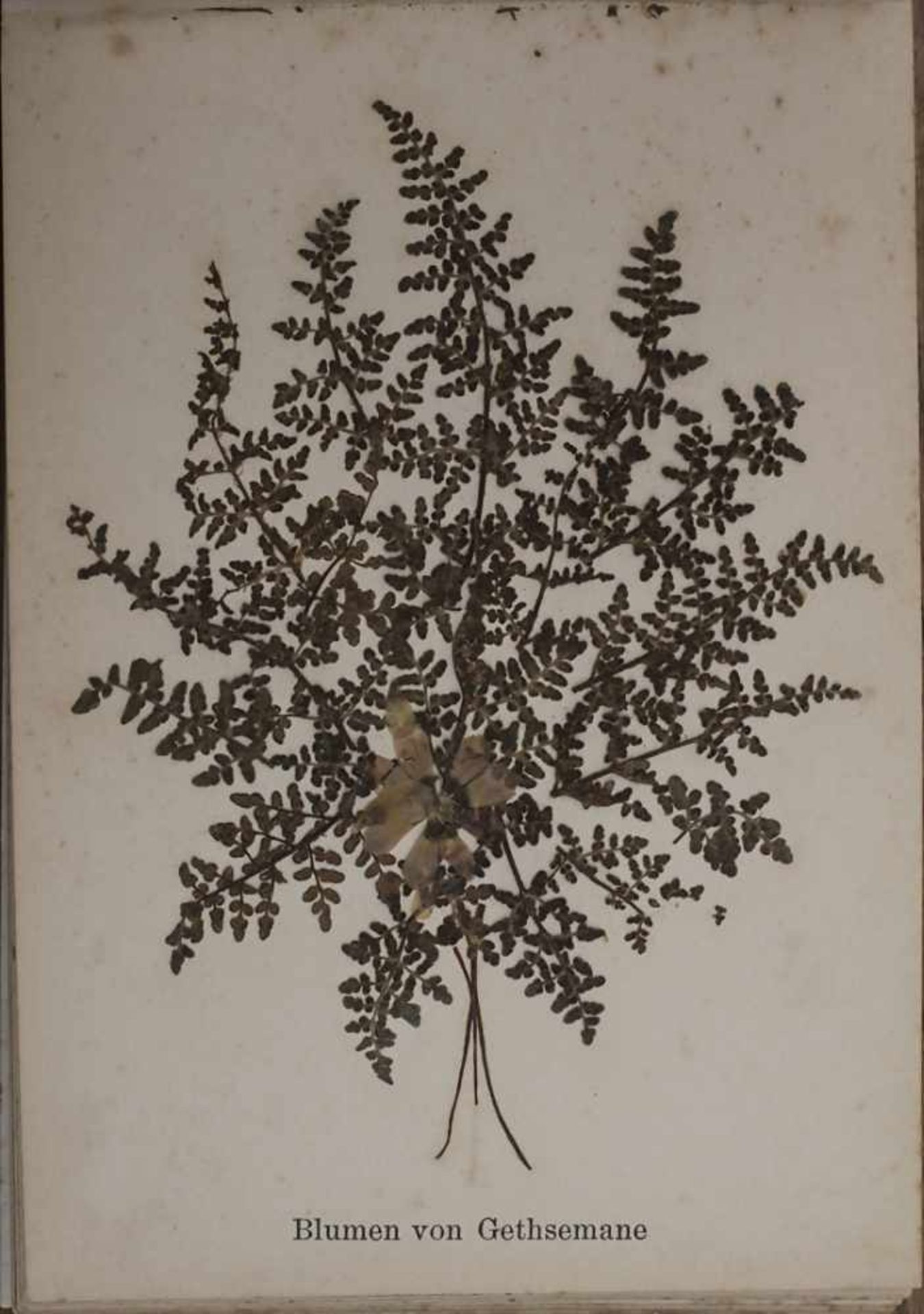 'Blumen des Heiligen Landes' / 'Flowers of the Holy Land', um 1890Material: Album mit 12 - Bild 10 aus 13