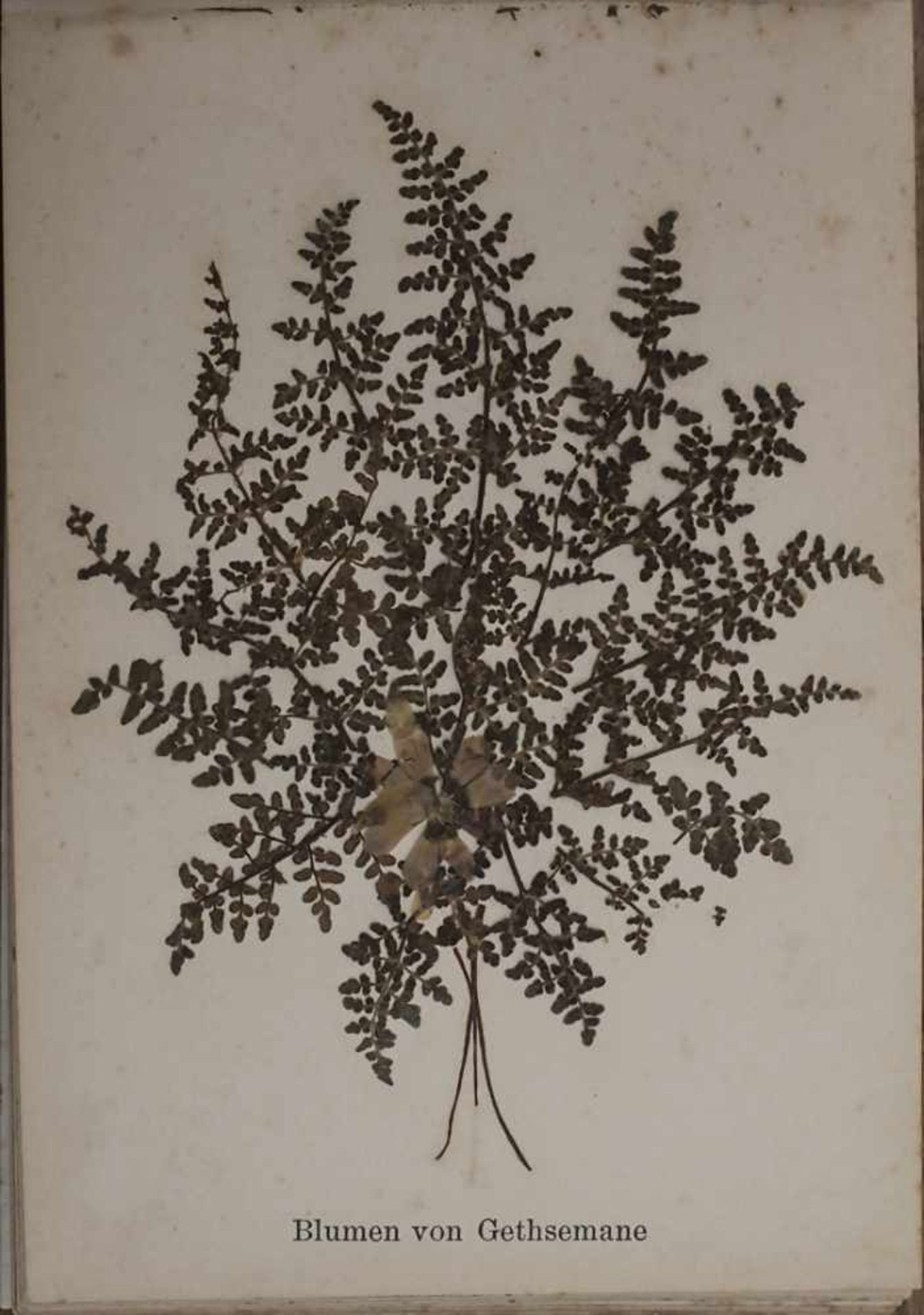 'Blumen des Heiligen Landes' / 'Flowers of the Holy Land', um 1890Material: Album mit 12 - Bild 11 aus 13