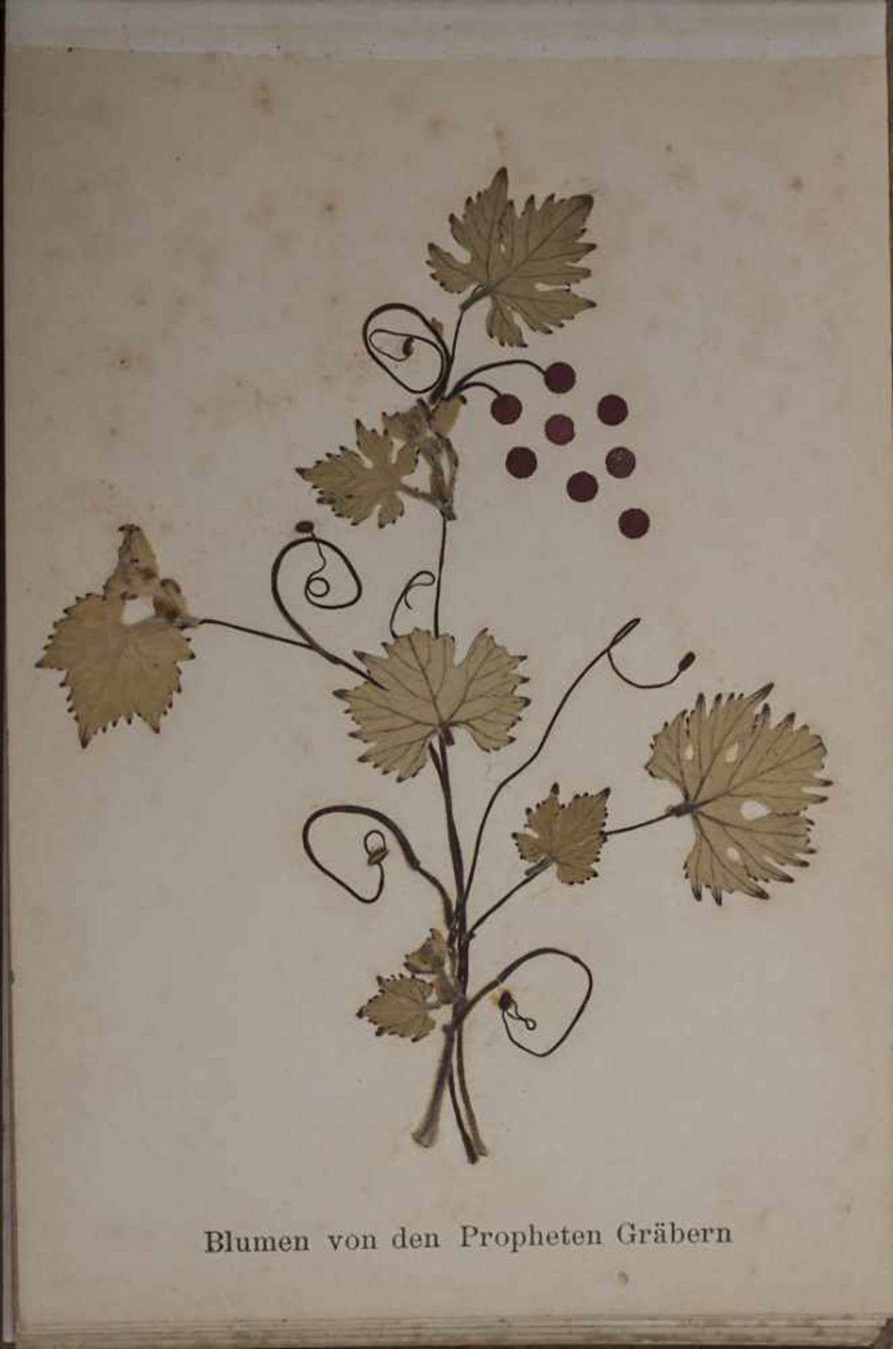 'Blumen des Heiligen Landes' / 'Flowers of the Holy Land', um 1890Material: Album mit 12 - Bild 13 aus 13