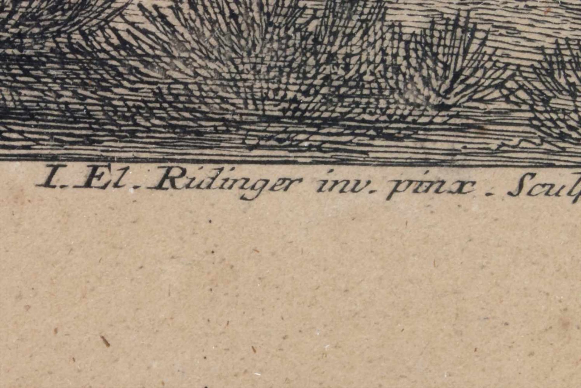 Johann Elias Riedinger (1698-1767), 'Ein Hirsch' / 'A Deer'Technik: Radierung auf Papier, gerahmt, - Bild 5 aus 7