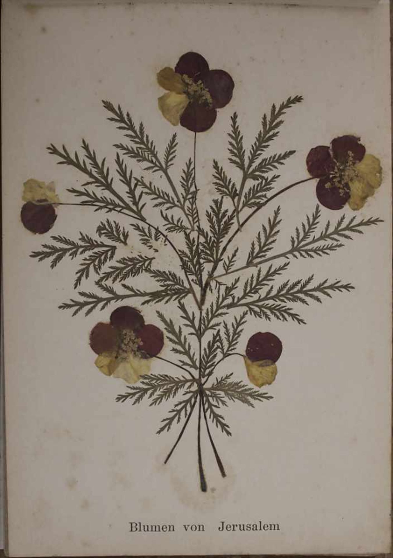 'Blumen des Heiligen Landes' / 'Flowers of the Holy Land', um 1890Material: Album mit 12 - Bild 6 aus 13