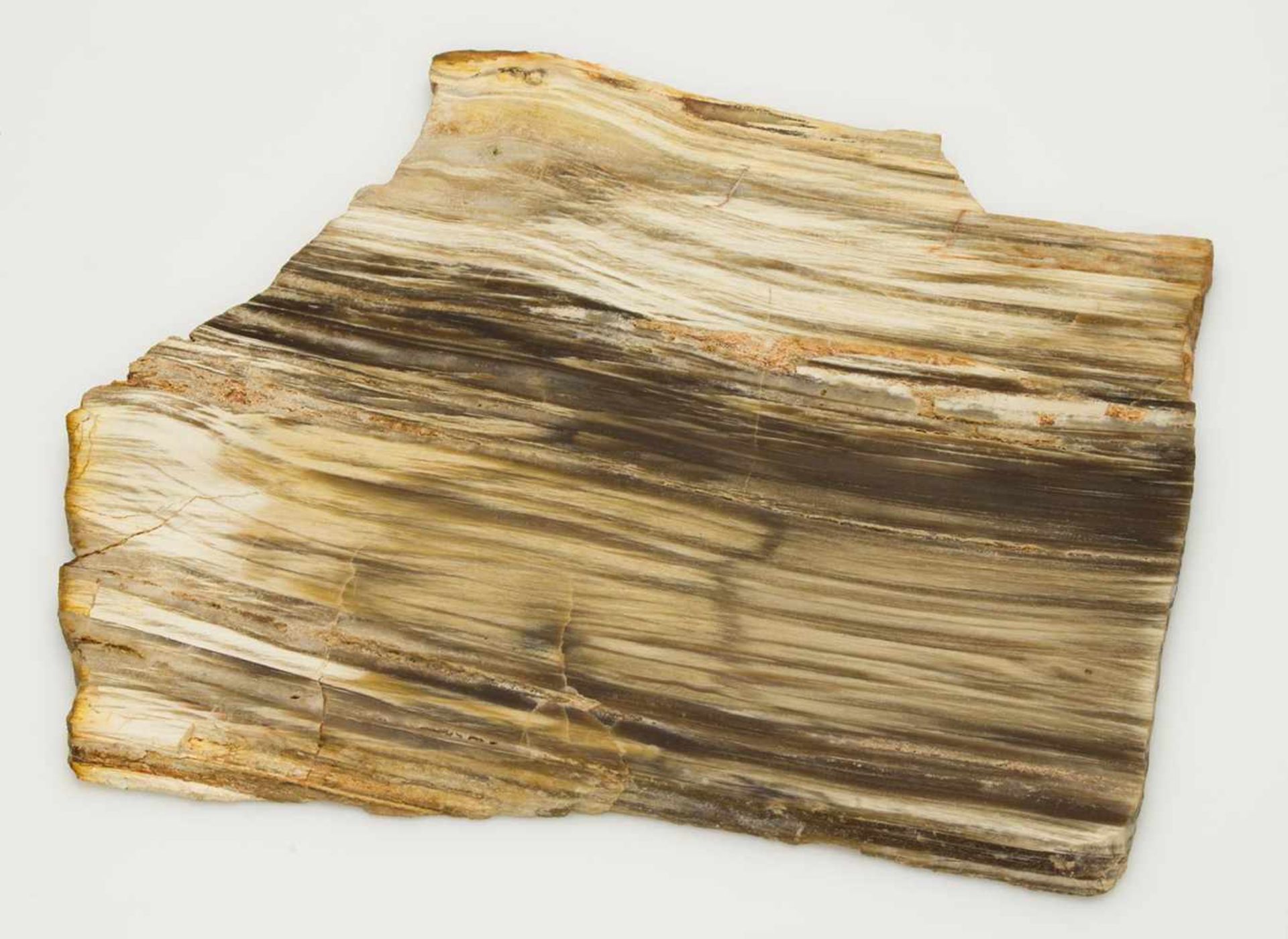 Fossiles Holzvermutlich Trias (ca. 200 Millionen Jahre), Beige mit brauner Färbung, poliert, 22 x