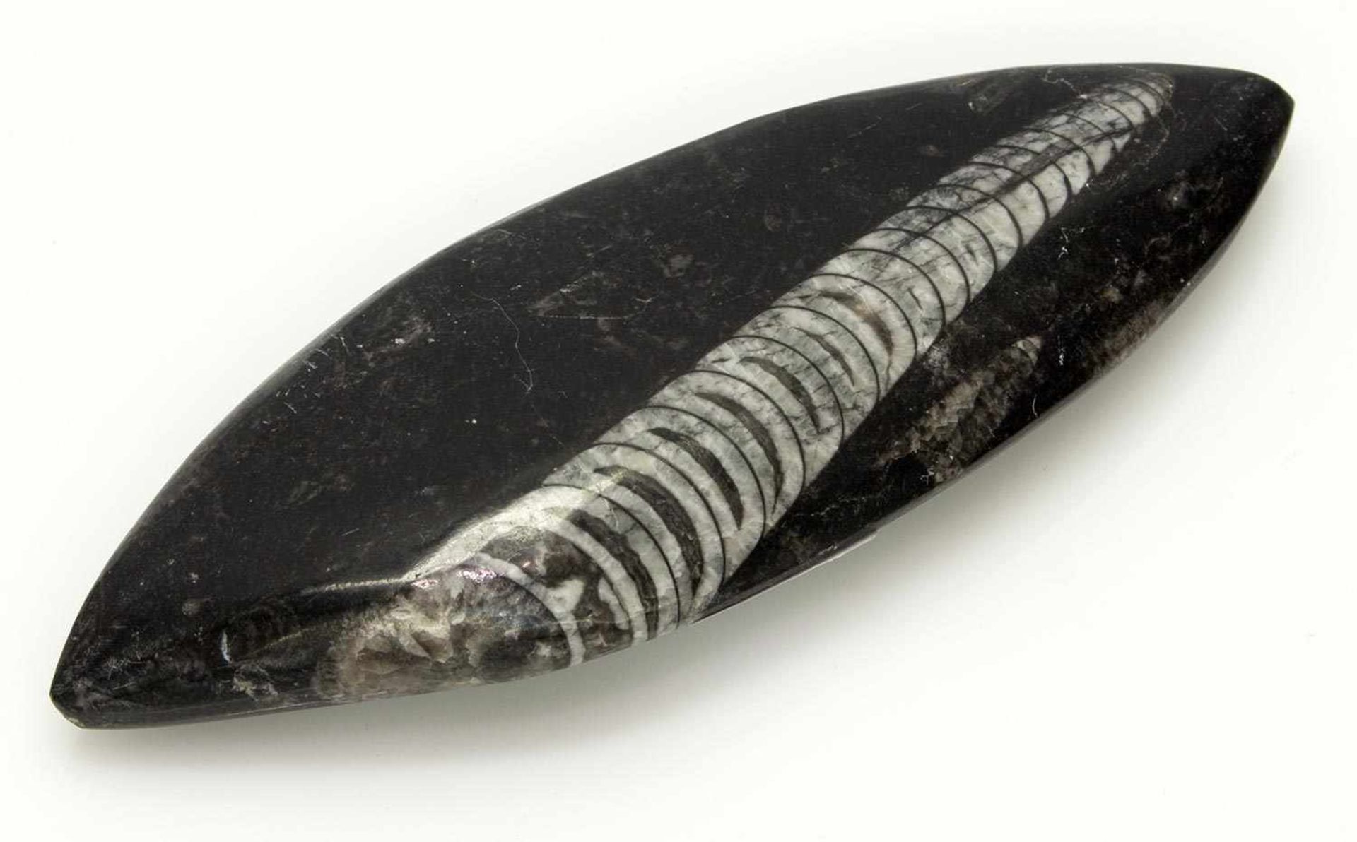 Fossiler SchmucksteinMarokko, Schiefer mit einer Versteinerung eines Orthoceras (sog. gerades Horn),