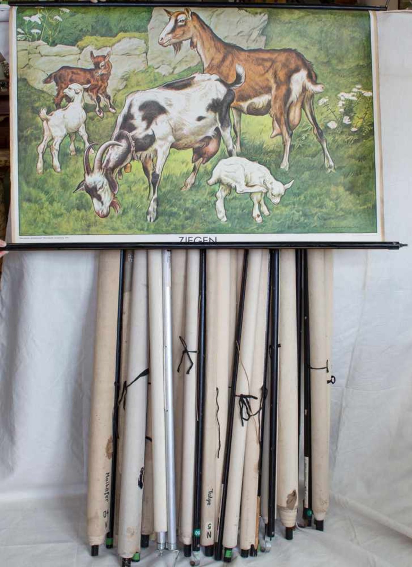18 Schulwandkartenab 1930er Jahre, Motive aus Tier- u. Pflanzenwelt, z.T. Ethnologische,