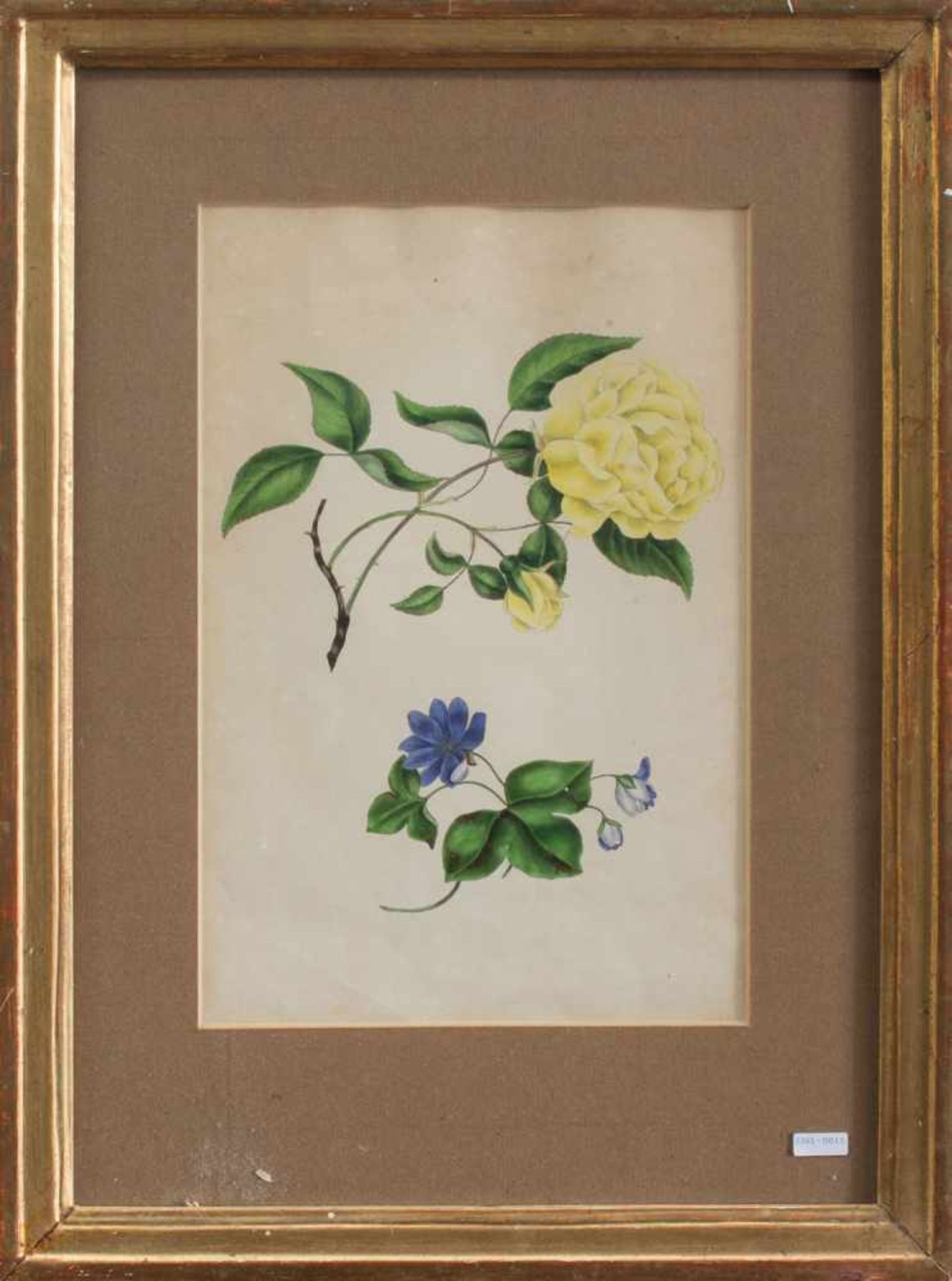 Unbekannt(Grafiker d. 19. Jh.)Botanisches BlattOffset Lithografie um 1900, 29,5 x 19 cm, grahmt,