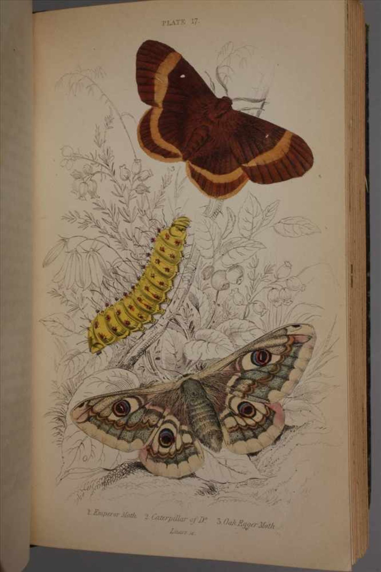 The Natural History40 Bde., Edinburgh bei Lizars 1833-1843, Format 8°, grüne geprägte Ledereinbände, - Bild 7 aus 11