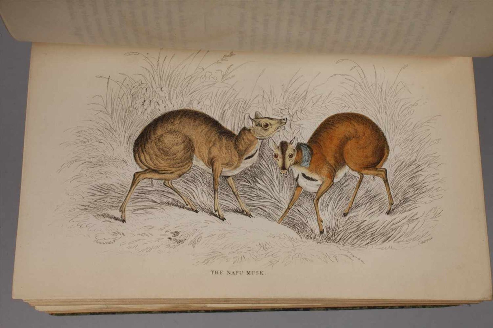 The Natural History40 Bde., Edinburgh bei Lizars 1833-1843, Format 8°, grüne geprägte Ledereinbände, - Bild 9 aus 11