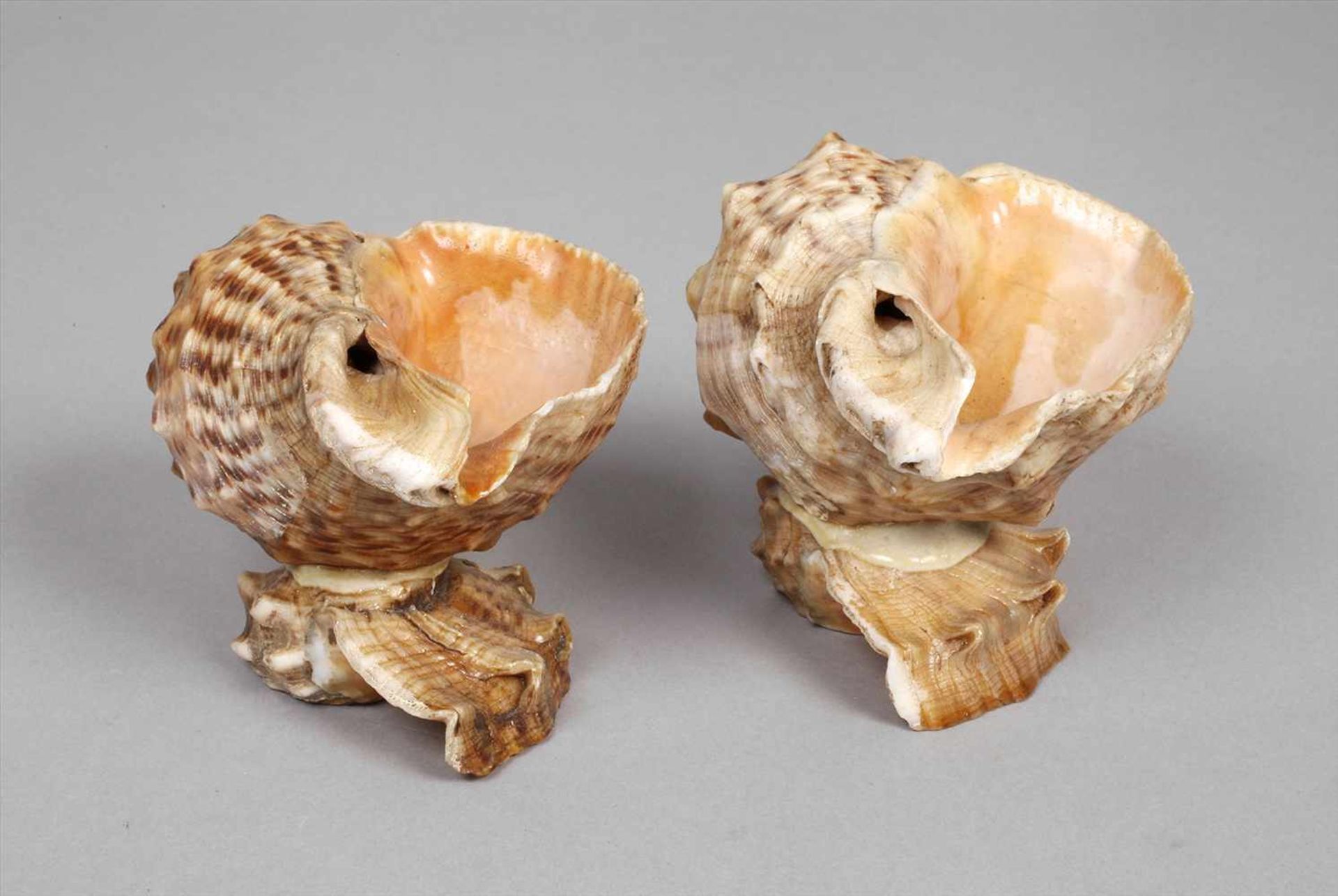 Zwei Muschelschalenwohl China, Anfang 20. Jh., aus Porzellanschnecken gearbeitete Fußschalen,