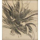 PAULO GHIGLIA (Firenze 1905 - Roma 1979) Agave Carboncino su carta, cm. 42 x 37 Firma in basso a