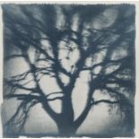 DODO VENEZIANO (Palermo 1970) Le vent nous regarde, 2009 Coffee toned Cyanotype, cm. 30 x 30 Firma