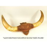 MOUNTED HORNS.