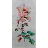 Blanche de Curzon (1889-1967), Studies of roses, a pair, watercolour, each 26.5cm x 13cm.