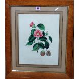 After A. Chandler, Camellia, a set of four engravings with hand colouring, each 36cm x 27cm.