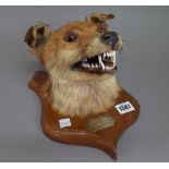 Taxidermy; a stuffed fox's head on an oak shield back, plaque detailed 'Killed at The Freehold,