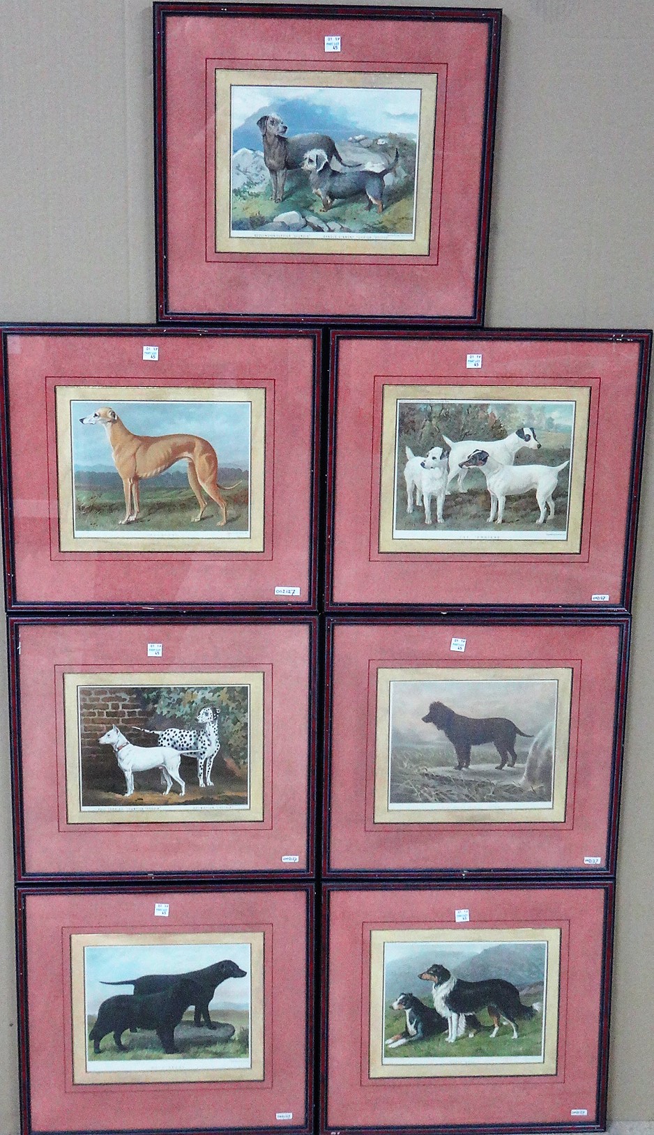 Vincent Brooks Day & Son (Publisher), A set of thirteen chromolithograph prints of dogs, - Image 2 of 2