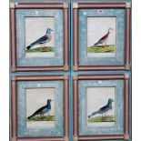 After Eleazar Albin, Doves, a set of four engravings with hand colouring, each 27cm x 19cm.