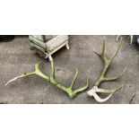 A large pair of antlers, each approx. 110cm long (2).