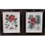 A set of four modern reproductions of 18th century botanical engravings, each 52.5cm x 41cm.