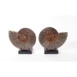 A pair of large cut and polished ammonites on stands, each approx. 21cm wide.
