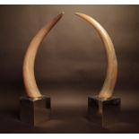 A large pair of bovine horns mounted on white metal square bases, each approx. 73cm high.