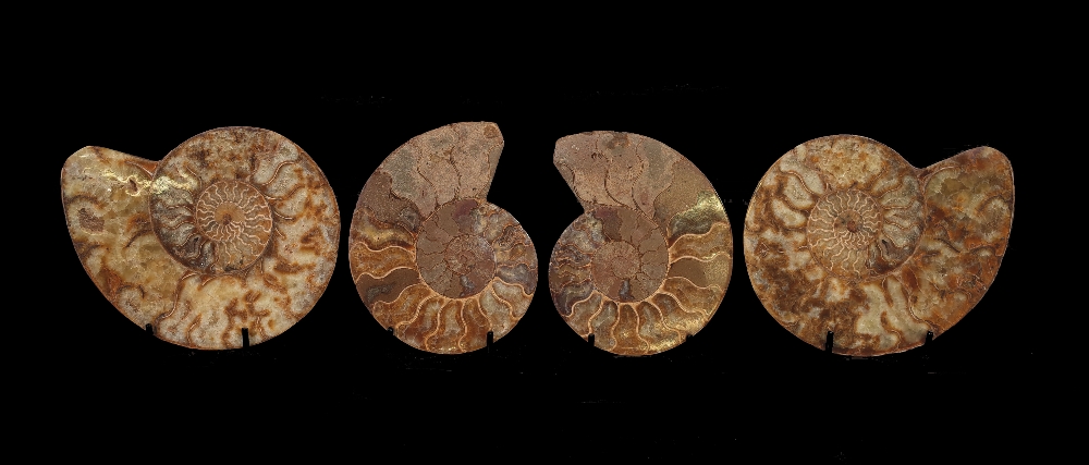 Two pairs of cut and polished ammonites on stands, the largest approx. 18cm.