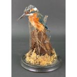 A Kingfisher taxidermy, perched on a rock surmounted by reeds, ready to dive, uncased, 22cm high.
