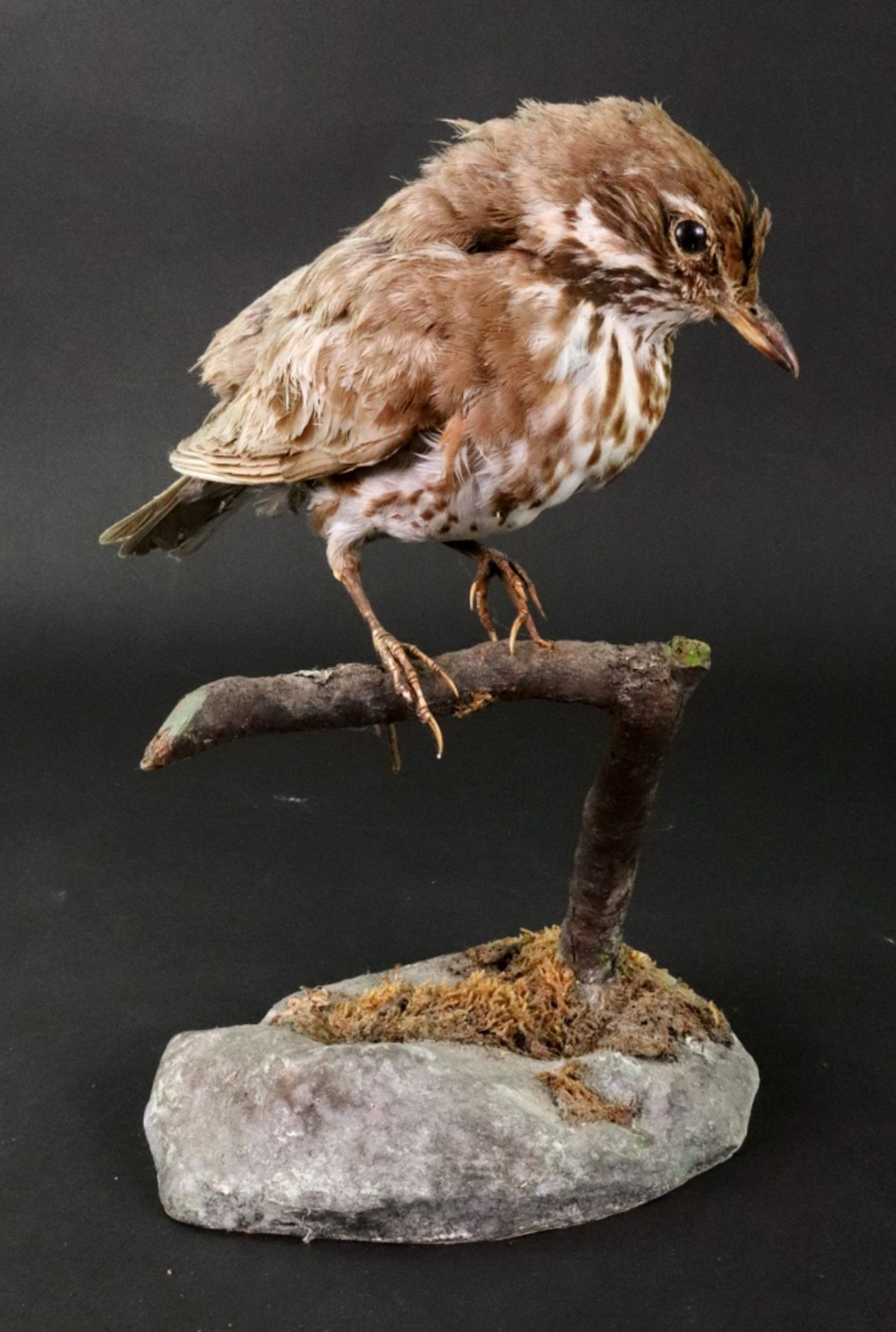 A stuffed thrush, alone perched on a branch, uncased, 22cm high. - Image 2 of 2