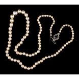 A cultured pearl single row necklace, the 101 beads graduated from 7.2mm to 2.