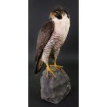 A stuffed Peregrine Falcon, perched on a rock, wings folded back, female, uncased, 43cm high.