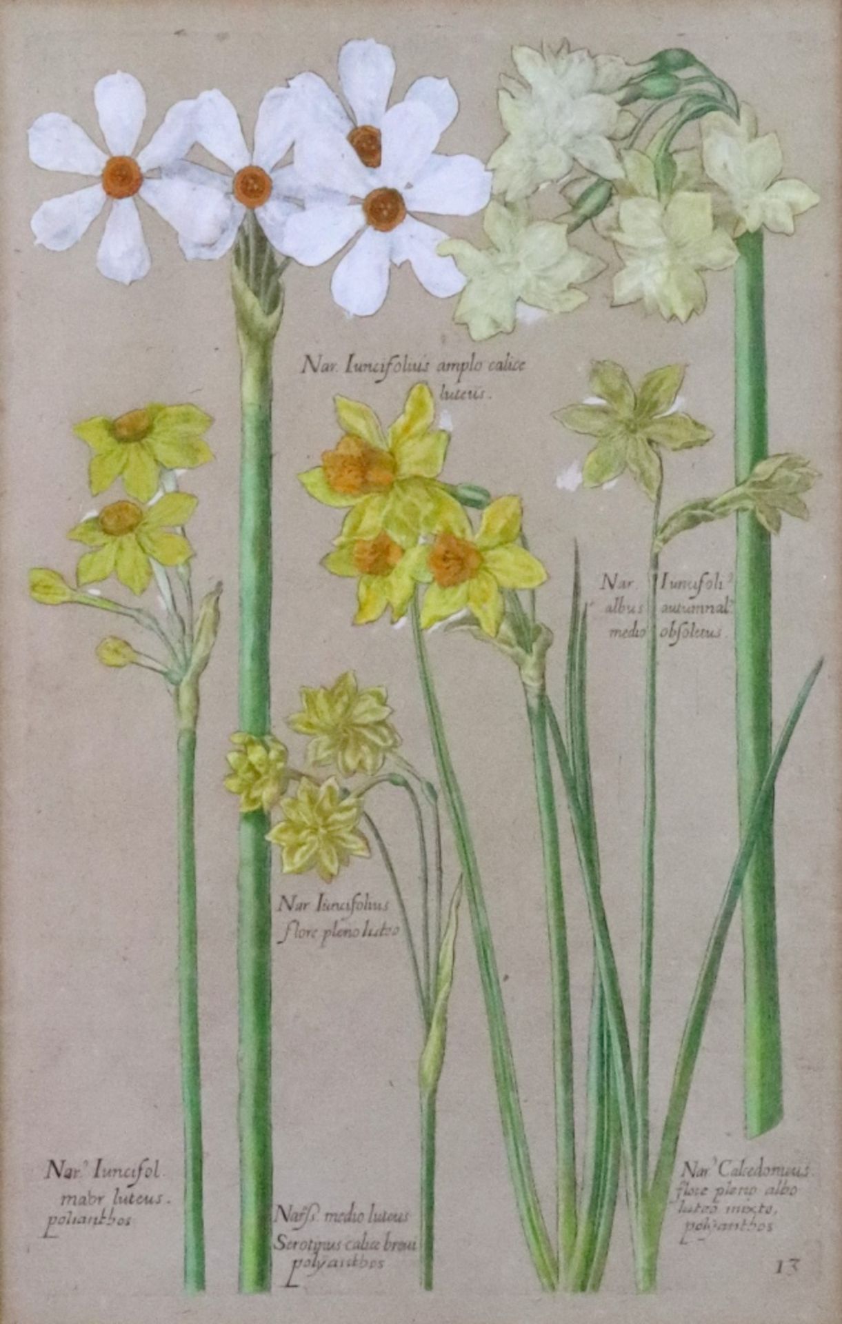 After Johann Theodor de Bry, A hand coloured engraving of flowers from his work Florilequim Novum,