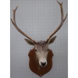 Taxidermy; a shield mounted red deer stag's head, 72cm high.