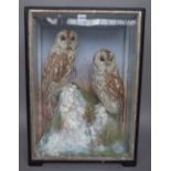 Taxidermy; two stuffed barn owls mounted on a naturalistic rocky ground in an ebonised, glazed case.