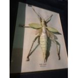 A group of eight various framed insects, 26cm wide x 22cm high, (8).
