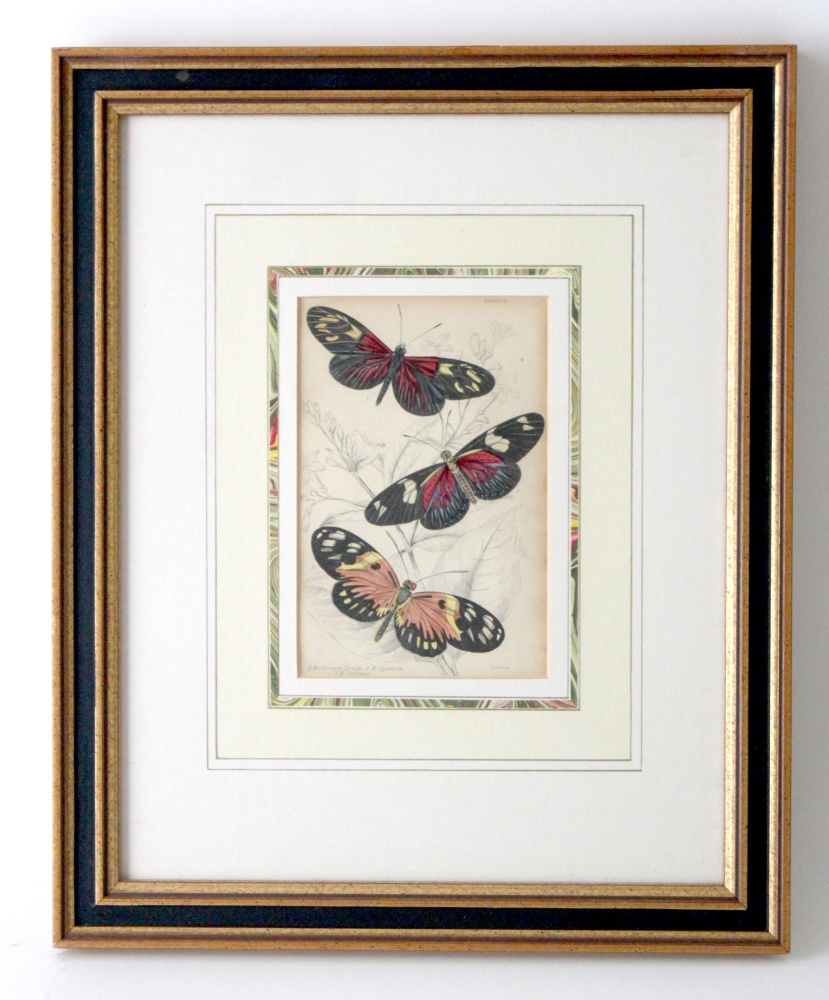 A pair of framed colour prints of butterflies each 15. - Image 4 of 8