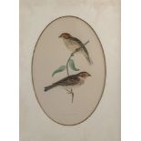 A set of four 19th Century colour prints of birds, each 23 x 15cm,