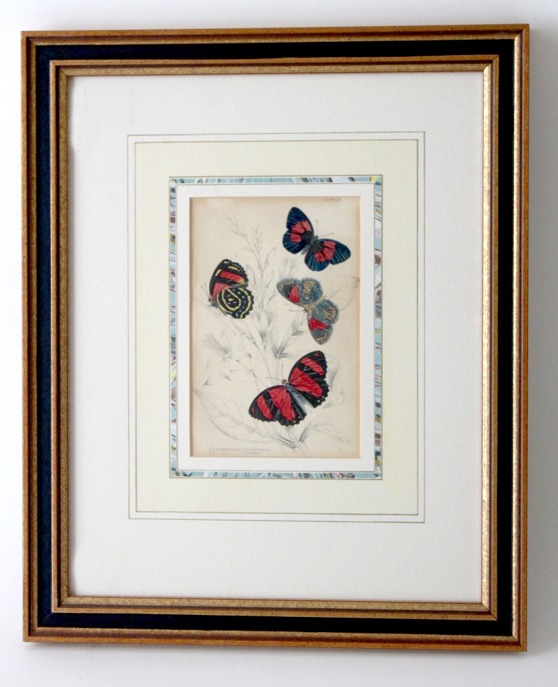 A pair of framed colour prints of butterflies each 15. - Image 2 of 8